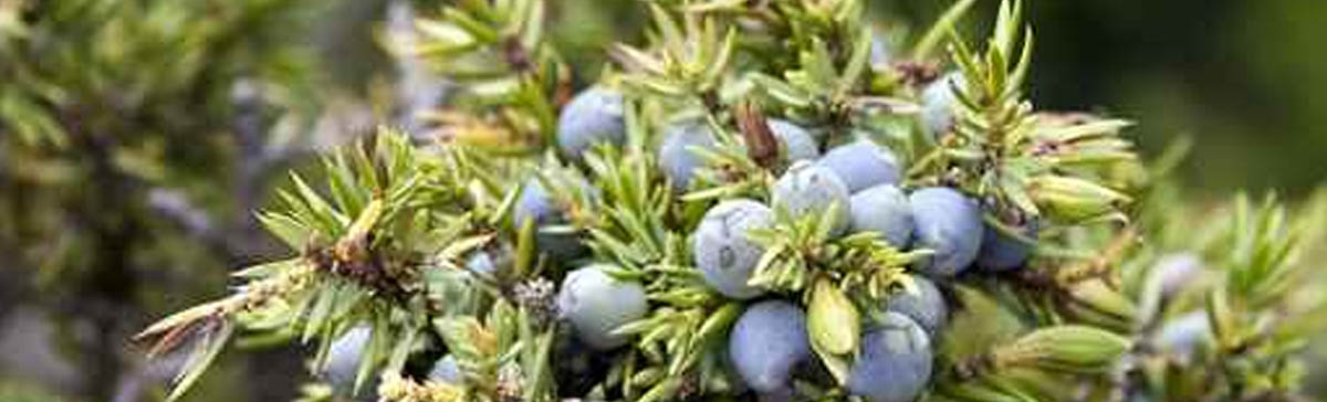 Arnsberger Juniperus Destillat
